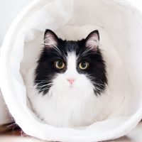 animal animal photography big eyes 977933.jpg